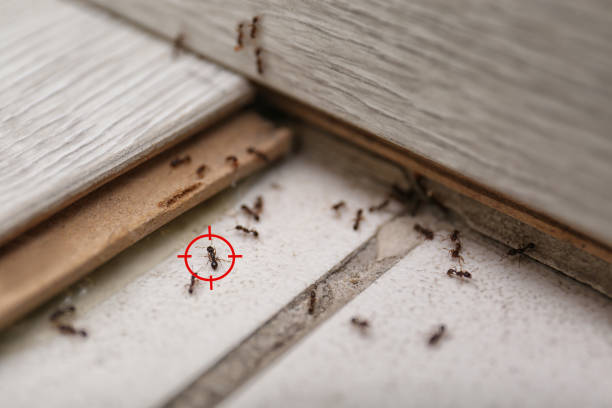 Best Ant Control Services  in Colfax, LA